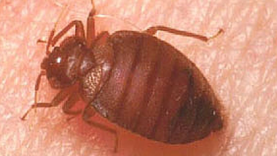 What to do when you have bed bugs, how to react, and other important things to note at www.thelitebackpacker.com