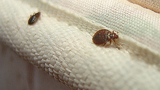 Photo credit: http://www.orkin.com/other/bed-bugs/how-to-detect-bedbugs/