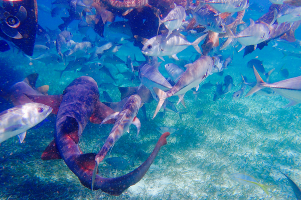 Snorkelling Caye Caulker Belize 3