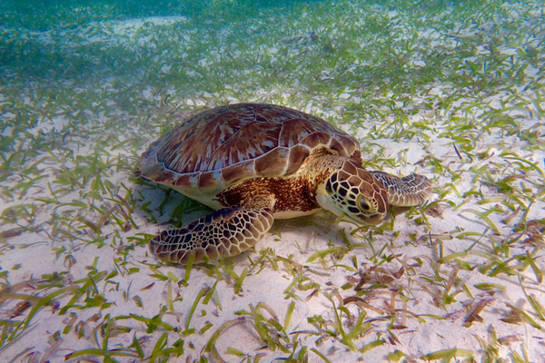 Snorkelling Caye Caulker Belize