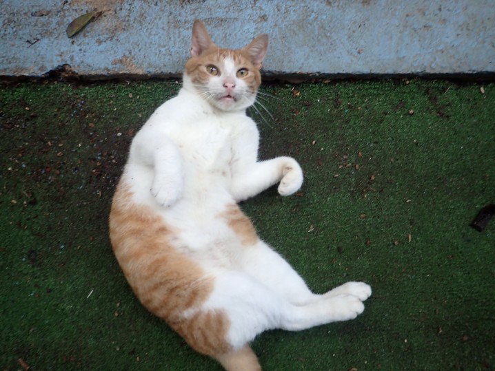 This gorgeous hostel cat kept me company after I was woken up at 4am covered in bed bugs. I sat outside my dorm room crying cuddling this amazing animal