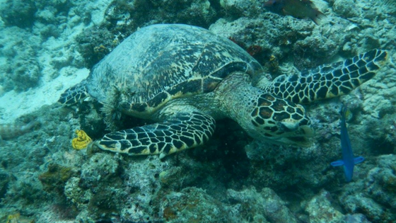 Dive in Borneo