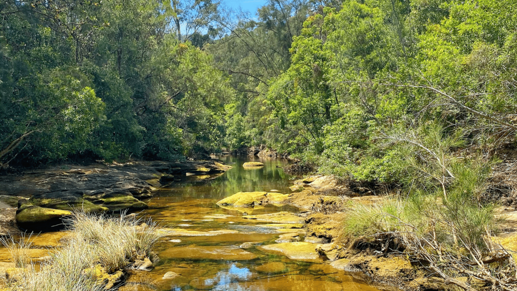 Wild Swimming and Bushwalking at Middle Harbour Creek